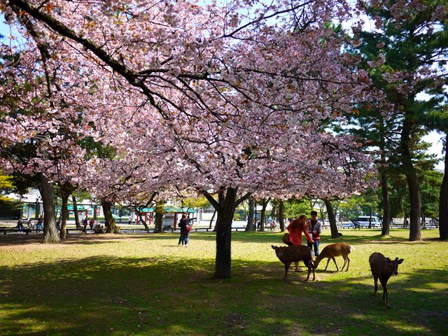 【13 春遊．櫻之關西 】- DAY3 走吧~一起到奈良玩鹿去 @ 奈良公園/興福寺