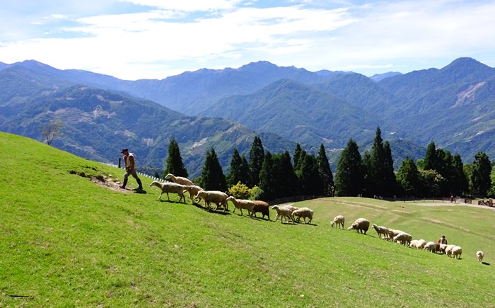 【南投．清境】- 夏日避暑趣．彷彿置身瑞士的清境農場綿羊秀&馬術秀