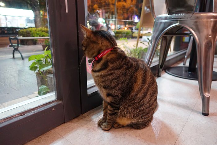 【食記】MONO CAFE．貓咪店長來坐檯 @ 科技大樓站