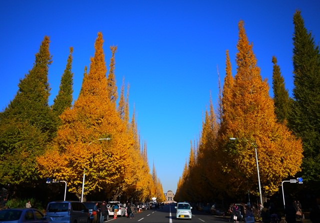【13 秋日．楓遊東京 】- 神宮外苑。漫步在耀眼金黃的銀杏大道上～