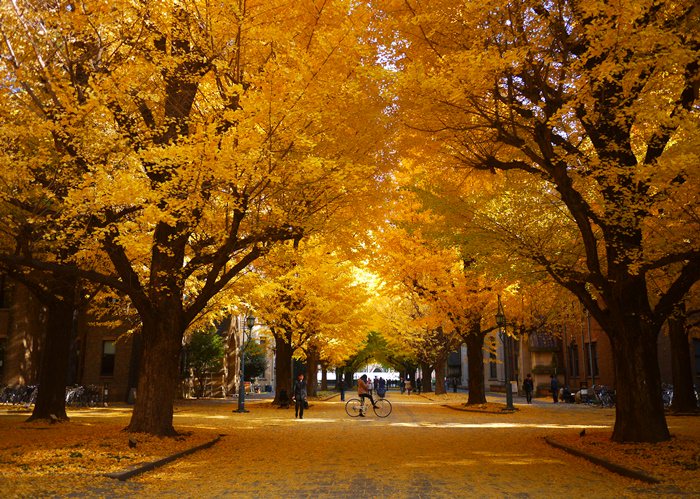 【13 秋日．楓遊東京 】- 美到犯規的銀杏並木大道。東京大學