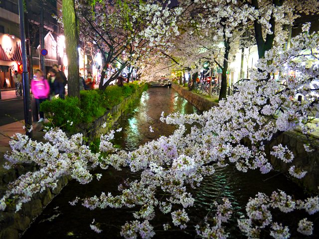 【13 春遊．櫻之關西 】- DAY2 光與櫻花下的漫步 高瀨川夜櫻