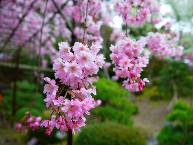 【13 春遊．櫻之關西 】- DAY2 平安神宮．令人著迷的紅枝垂櫻