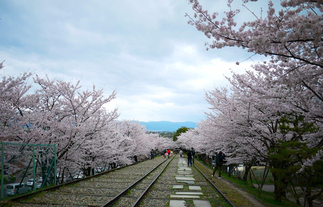 【13 春遊．櫻之關西 】- DAY2 蹴上傾斜鐵道&琵琶湖疏水道。終於見到櫻滿開